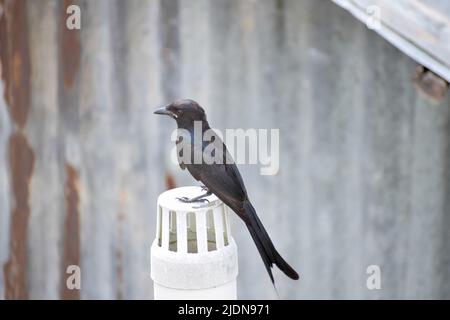 Schwarzer Drongo sitzt auf einer Pfeife Stockfoto