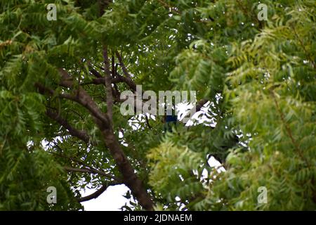 Pfau sitzt auf dem Ast des Baumes und versucht, sich zu verstecken Stockfoto