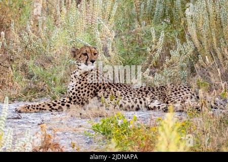 Gepard (Acinonyx jubatus) Porträt, liegend auf Savanne, Namibia Afrika Stockfoto