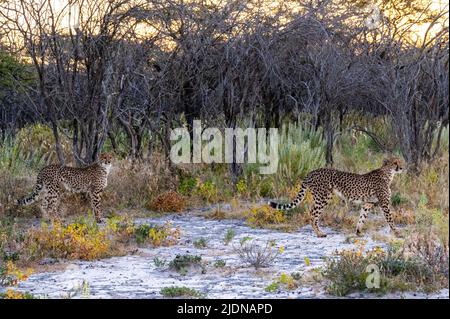 Zwei Geparden, die bei Sonnenuntergang durch die afrikanische Wildnis wandern. Stockfoto