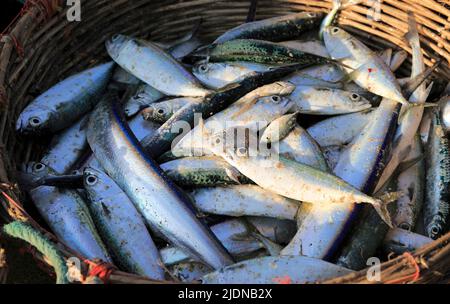 Korb mit frisch gefangenem Fisch, Nilavelli Strand, in der Nähe von Trincomalee, östliche Provinz, Sri Lanka, Asien Stockfoto