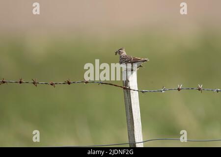 Der alleinerziehende Skylark Alauda arvensis, der auf einem Holzpfosten mit einem Mast im Schnabel steht, um ein junges Küken zu füttern Stockfoto