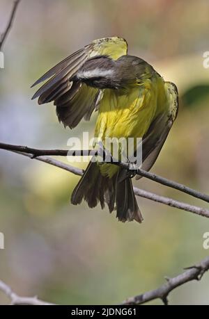 Sozialer Fliegenfänger (Myiozetetes similis texensis) Erwachsener, der nach dem Baden in San Jose, Costa Rica, auf einem Ast sitzt März Stockfoto