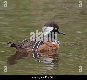 Merganser mit Kapuze, Lophodytes cucullatuse Stockfoto