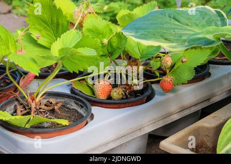 Erdbeerbüsche in Töpfen stehen zum Verkauf. Erdbeerpflanzen in Behältern im Gartenladen im Frühjahr zu verkaufen. Stockfoto