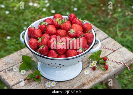 Frische Erdbeeren im Vintage-Sieb im Garten Stockfoto
