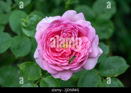 Biene auf der Rose Prinzessin Alexandra von Kent Stockfoto