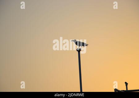 Silhouette einer Krähe auf einer Wasserpfeife im Abendhimmel im Hintergrund Stockfoto