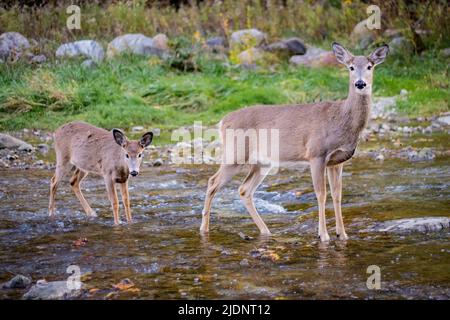 Zwei Hirsche Familie auf dem Bach Stockfoto