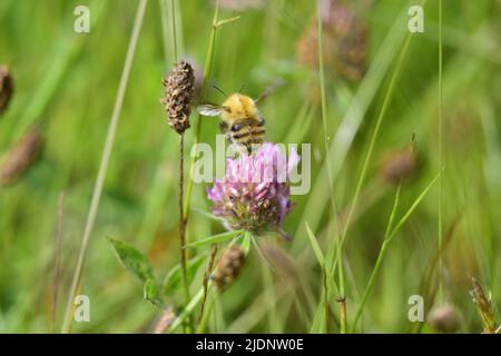 Bumble Bee Wiese Stockfoto