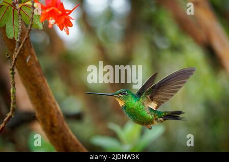 Buff-geflügeltes Sternschnuppe - Coeligena lutetiae Kolibri in den Brillanten, Stamm Helianthini in der Unterfamilie Lesbiinae, gefunden in Kolumbien, Ecuador und Stockfoto