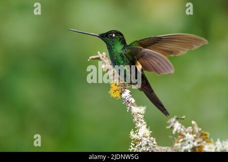 Buff-geflügeltes Sternschnuppe - Coeligena lutetiae Kolibri in den Brillanten, Stamm Helianthini in der Unterfamilie Lesbiinae, gefunden in Kolumbien, Ecuador und Stockfoto