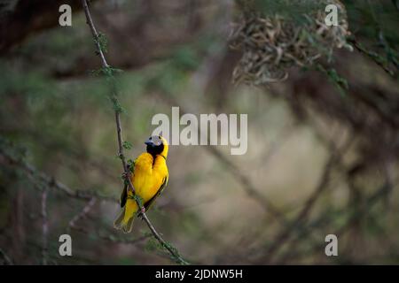 Dorfweber - Ploceus cucucullatus auch Gefleckter oder Schwarzkopfweber, gelber Vogel in Ploceidae, der in Afrika gefunden wurde, eingeführt nach Portugal, Hisp Stockfoto