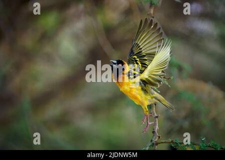 Dorfweber - Ploceus cucucullatus auch Gefleckter oder Schwarzkopfweber, gelber Vogel in Ploceidae, der in Afrika gefunden wurde, eingeführt nach Portugal, Hisp Stockfoto