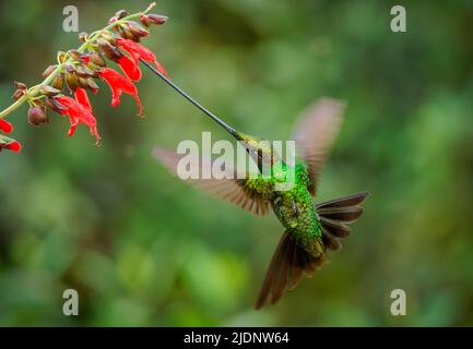 Schwertschwertkolibri - Ensifera ensifera auch Schwertbill, Andenregionen Südamerikas, Gattung Ensifera, fliegender Vogel mit ungewöhnlich langem Schnabel dri Stockfoto