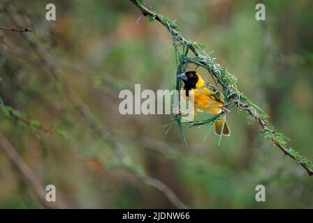 Dorfweber - Ploceus cucucullatus auch Gefleckter oder Schwarzkopfweber, gelber Vogel in Ploceidae, der in Afrika gefunden wurde, eingeführt nach Portugal, Hisp Stockfoto