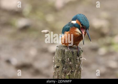 Gewöhnlicher Eisfischer Juvenile Male, der eine Kugel im Pennington Flash Nature Reserve, Leigh, reurgitieren lässt Stockfoto