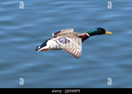 Mallard Duck im Flug am Elton Reservoir, Bury Stockfoto