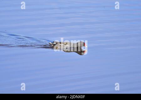 Moorhen Gallinula chloropus Stockfoto