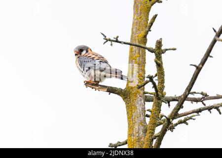 Amerikanische kestrel Vogel in Burnaby BC Kanada Stockfoto