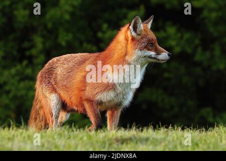 Red Fox Vixen bei Dämmerung Stockfoto