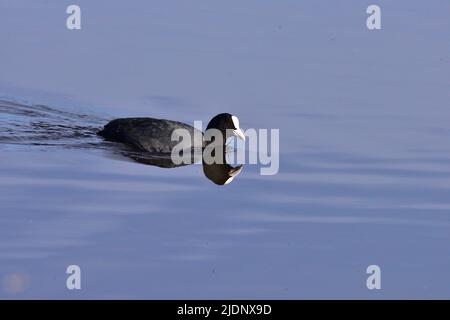 Coot am RSPB Loch Leven Stockfoto