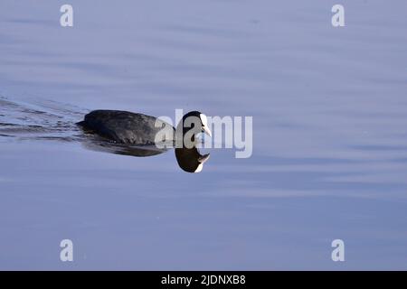 Coot am RSPB Loch Leven Stockfoto