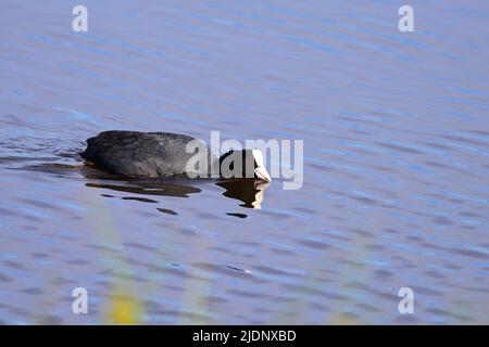 Coot am RSPB Loch Leven Stockfoto