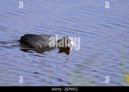 Coot am RSPB Loch Leven Stockfoto