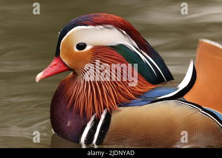 Wunderschöne männliche Mandarinente im Fog Lane Park Stockfoto