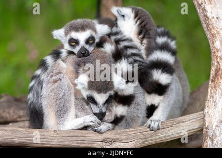 Eine Gruppe von Ringschwanzlemuren (Lemur catta) drängte sich zusammen Stockfoto