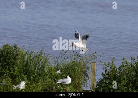 Schwarzkopfmöwe am RSPB Loch Leven Stockfoto