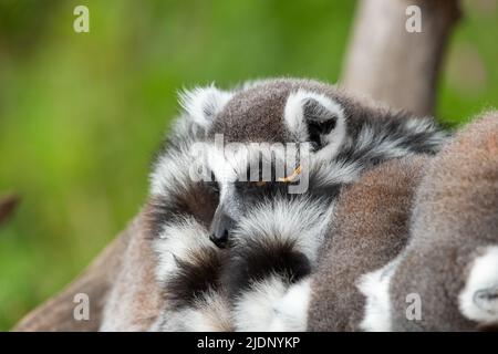 Eine Gruppe von Ringschwanzlemuren (Lemur catta) drängte sich zusammen Stockfoto