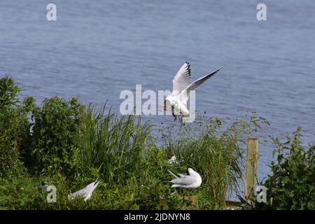 Schwarzkopfmöwe am RSPB Loch Leven Stockfoto