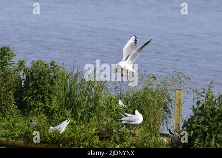 Schwarzkopfmöwe am RSPB Loch Leven Stockfoto