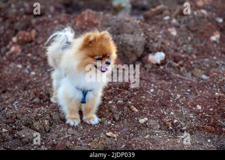 Porträt eines stehenden pommerschen Hundes Stockfoto