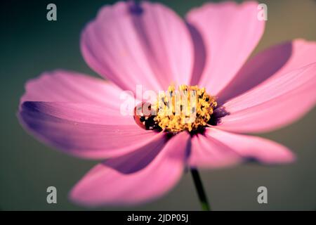 Eine kleine Marienkäfer (Cheilomenes sexmaculata) bleibt auf dem Blütenblatt der rosa Kosmosblüte. Stockfoto
