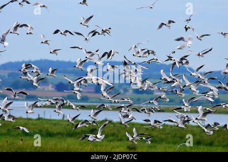 Schwarzkopfmöwe am RSPB Loch Leven Stockfoto