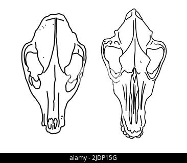 Grafischer Satz. Tierschädel lineare Kunst Stockfoto