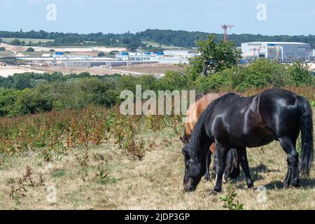 West Hyde, Hertfordshire, Großbritannien. 22.. Juni 2022. Pferde grasen auf Feldern in der Nähe des HS2 South Portal Compound, wo HS2 Hektar ehemaliger Lebensräume für Wildtiere zerstört haben. Quelle: Maureen McLean/Alamy Live News Stockfoto