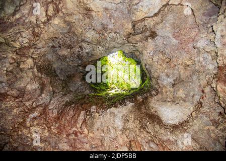 Lavaröhren auf der Insel Maui, Hawaii Stockfoto