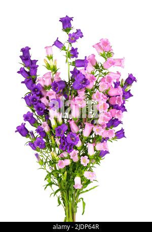 Campanula mittlere Blüten isoliert auf weißem Hintergrund. Bouquet von Canterbury Glocken oder Glockenblume Stockfoto