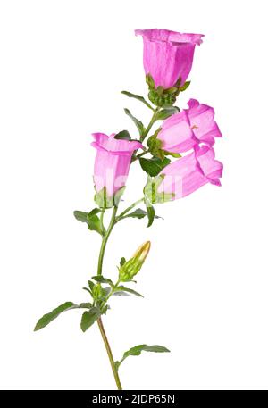 Campanula mittlere Blüten isoliert auf weißem Hintergrund. Rosa Blumen Canterbury Glocken oder Glockenblume Stockfoto