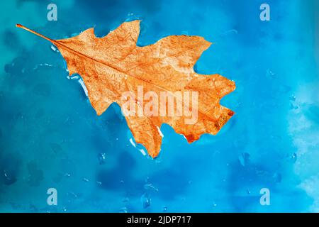 Helles Eichenblatt in blauer Nahaufnahme des Wassers, natürlicher Hintergrund. Herbst-Herbst-Konzept Stockfoto