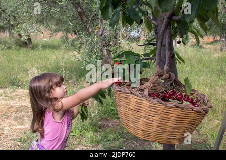 Bild eines entzückenden kleinen Mädchens auf dem Land, das Kirschen von einem Baum pflückt und sie in einen alten Strohkorb legt Stockfoto