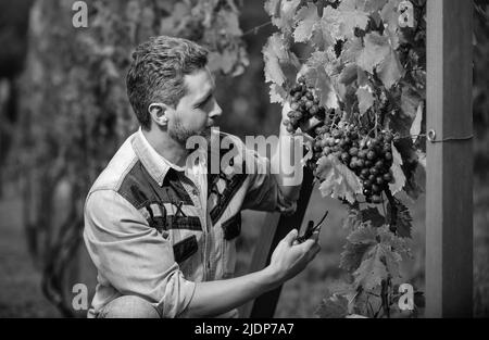 Lächelnder Kerl Harvester auf Sommerernte. Enologe mit Gartenschere. Landwirt geschnitten Weinrebe Stockfoto