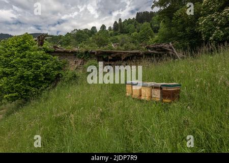 Fünf Bienenstöcke auf einer Almwiese in Kärnten, Österreich Stockfoto