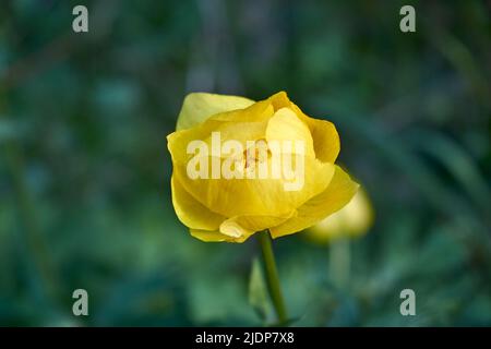 Orangefarbene Blüten des asiatischen Globeflower Trollius asiaticus auf einem verschwommenen Hintergrund. Selektiver Fokus. Stockfoto