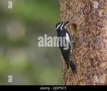 Der Sapsucker von Adult Williamson bringt Ameisen zu Nestlingen in der Nisthöhle, Nevada County California USA Stockfoto