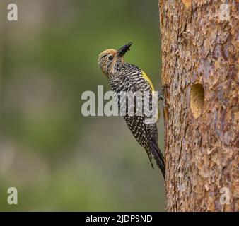 Der Sapsucker von Adult Williamson bringt Ameisen zu Nestlingen in der Nisthöhle, Nevada County California USA Stockfoto